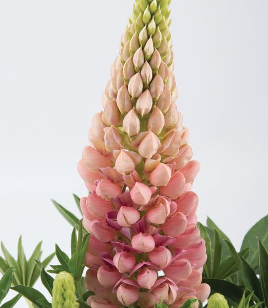 Lupinus polyphyllus 'Rose Shades'